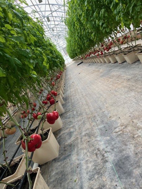 Services ghwithtomatoes-copy