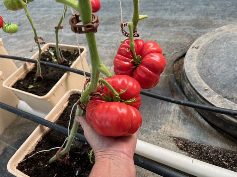 Services heirloomtom