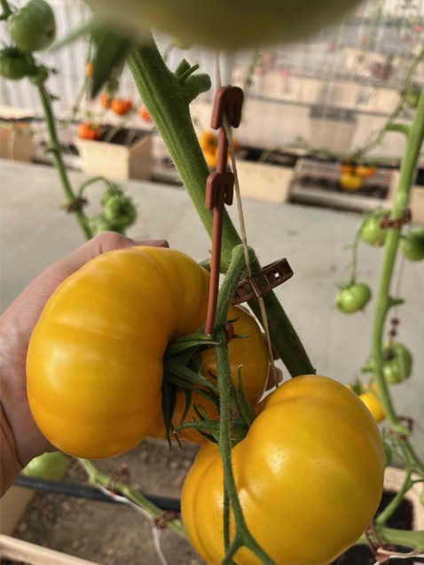 yellowtom